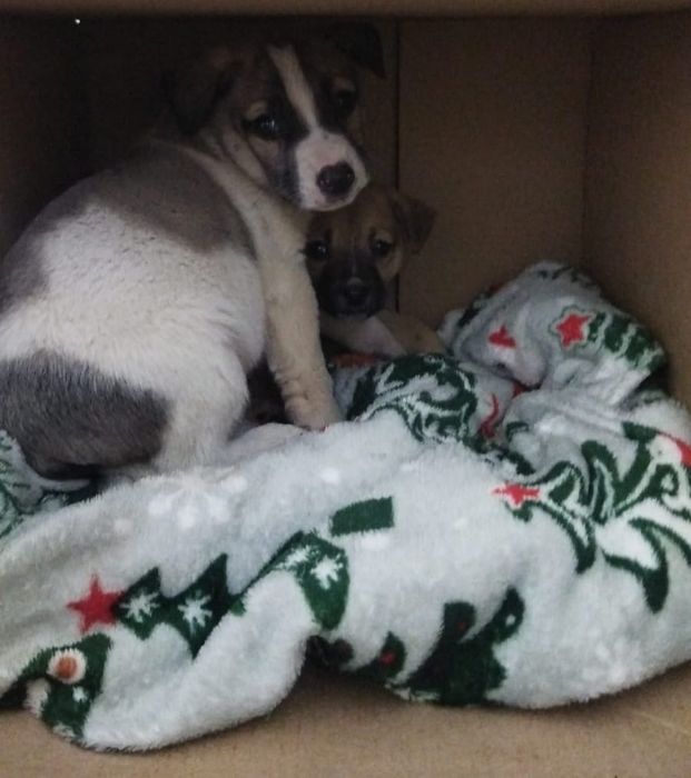 Кому нужен звоночек, компаньон, сторож, охранник