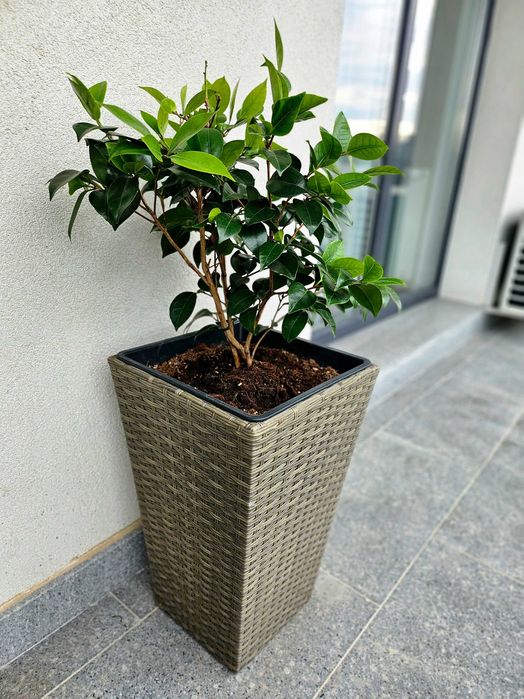 Ghiveci KUBB 30x30x50 cm - pentru interior / terasă