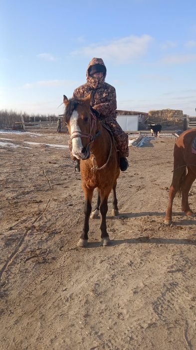 Сатылады 6 жасар