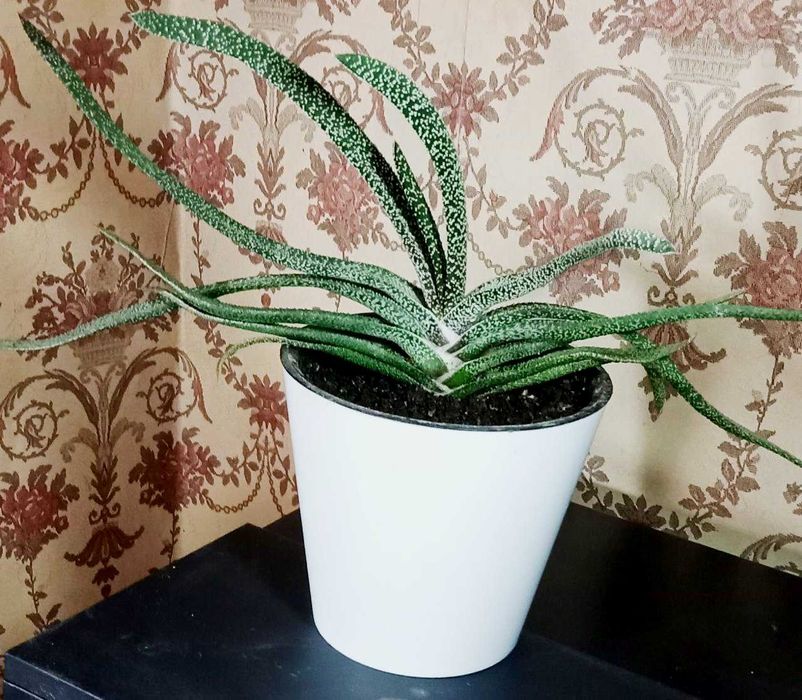 Продам Гастерия бородавчатая - неотразимая и привлекательная красотка.