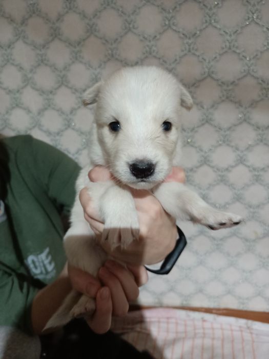 Отдам щенят. Девочки