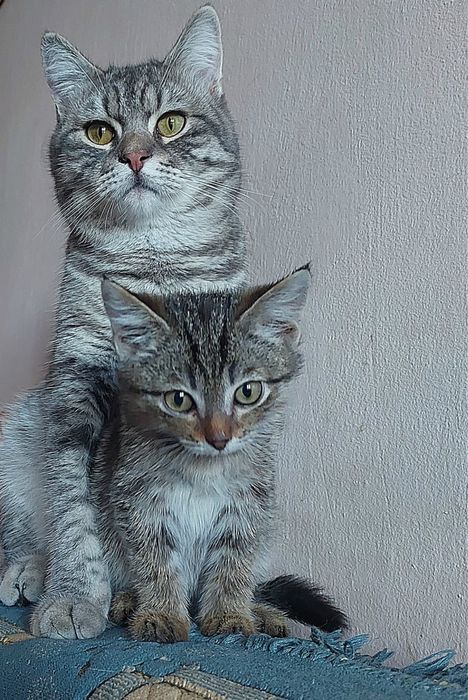 Пропал кот! В районе Алашахана 16