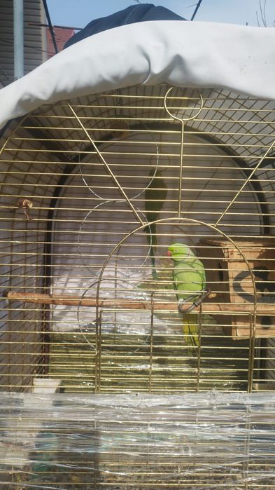 Ожереловые попугаи