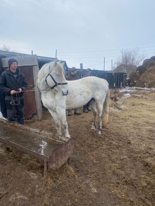Продается жеребецов...