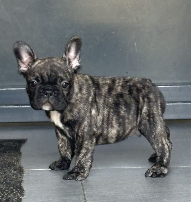 Pui Bulldog francez cu pedigree