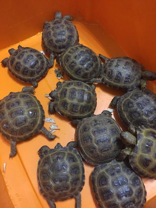 Черепаха маленкие Toshbaqa kichkina 2 tadan sotiladi kamida