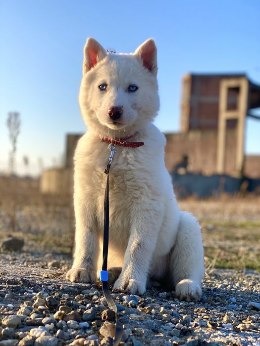 Disponibila  husky siberian!