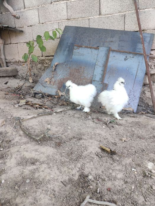 Vând  găini matase japoneza