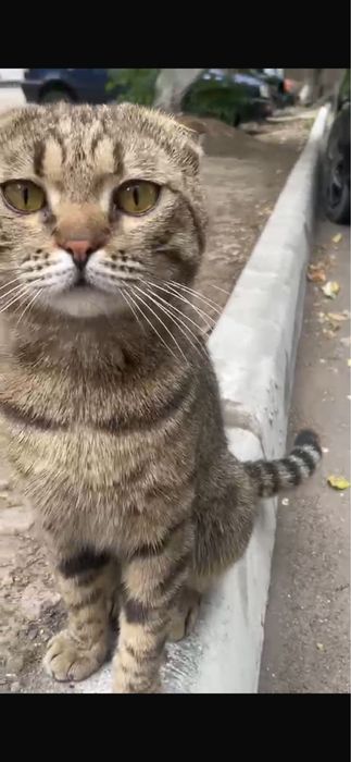 Британский котик ищет дом!