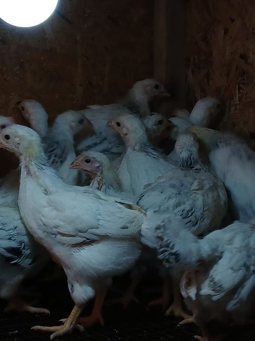 Бір айлық балапандар Адлер цыплята