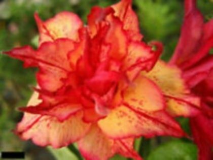 Seminte adenium  obesum