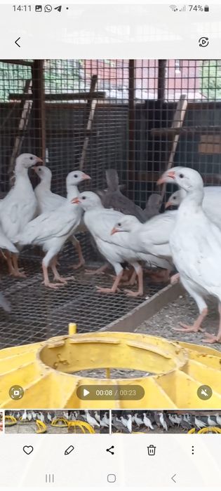 Кеклики горная куропатка