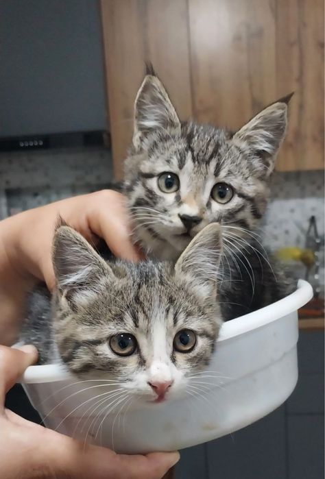 Мушук болалари 2 ойлик ювош қўлга ўрганган кимга керак бўлса тел.қилси