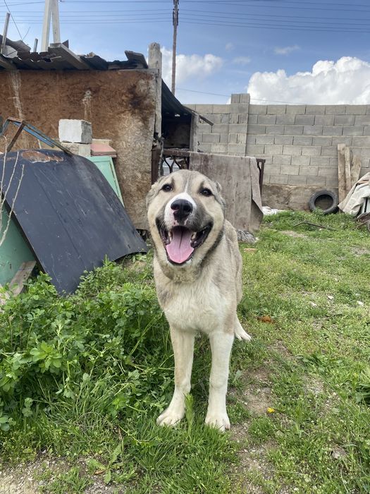 Срочно сатылады обмен бар