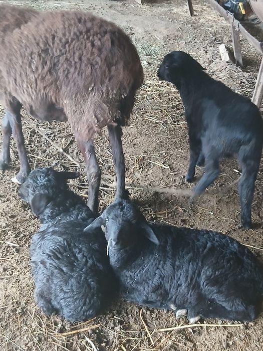 Zottor Qo'y 3 ta bolasi bilan.