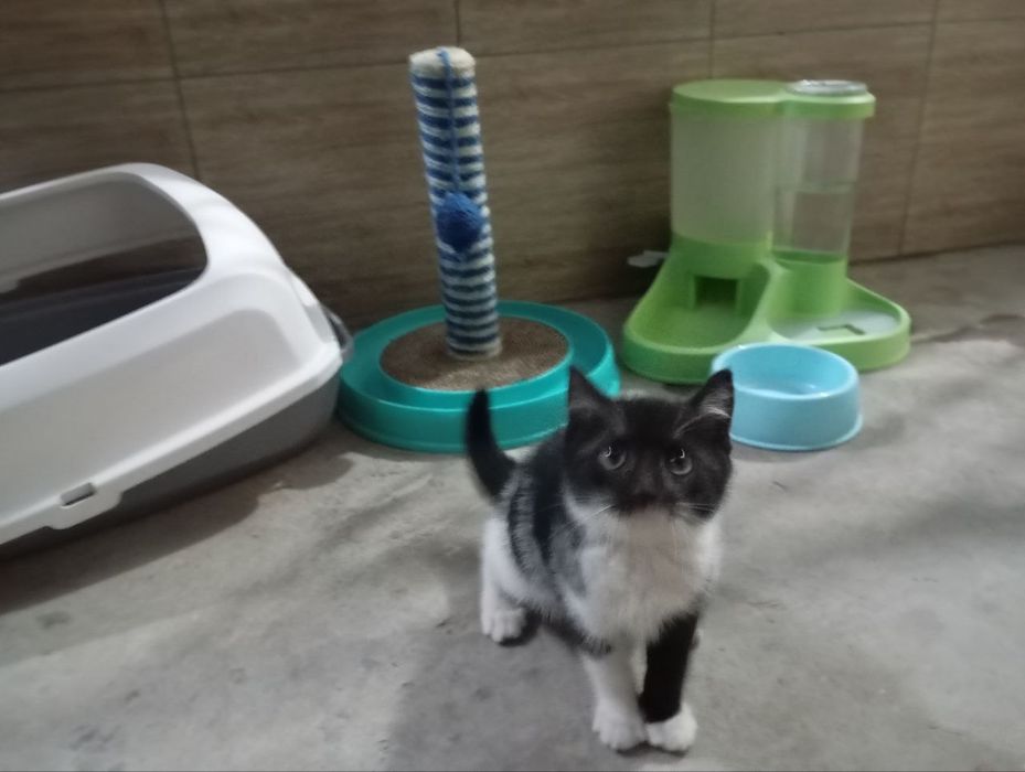 Котёнок продается
