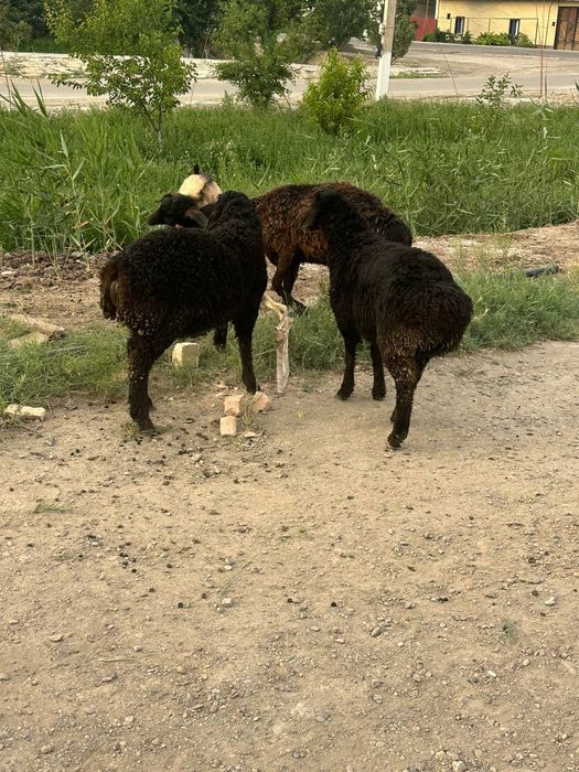 Uyda yaxshi boqilgan zotdor qo'ylar tezda  sotiladi.