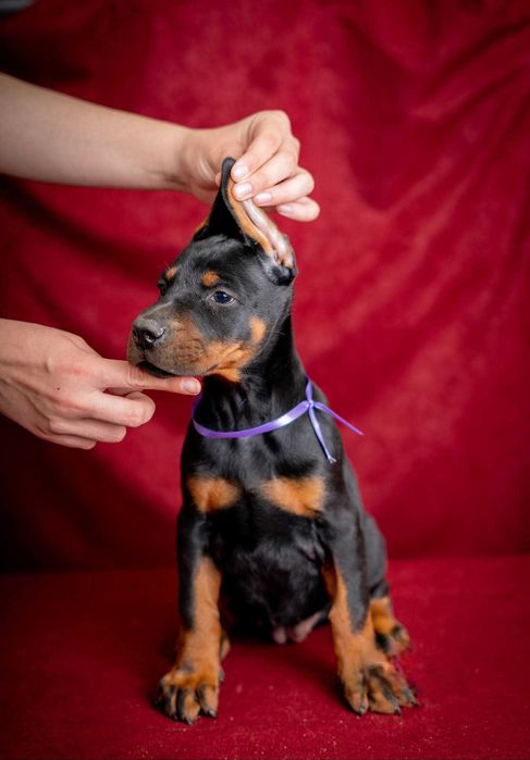 Щенки добермана с купированными ушами