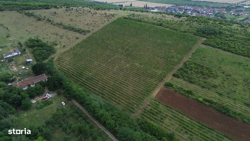Conac rustic cu 7 camere în Covăsânț și teren 9 ha