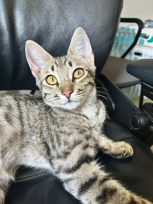 В добрые руки котята
