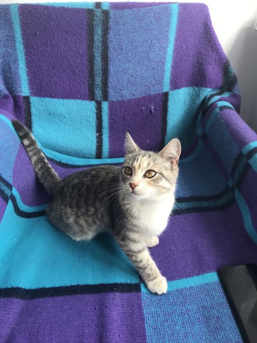 Отдам бесплатно в добрые руки