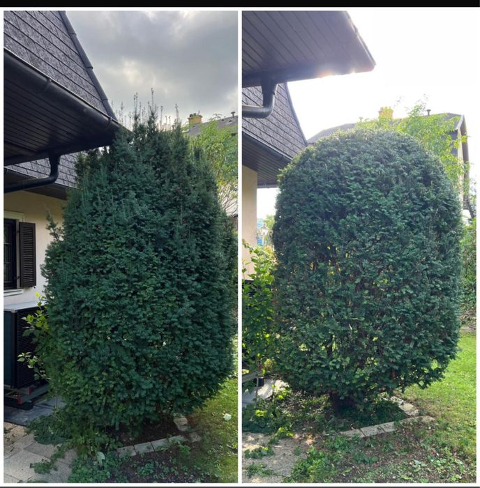 Intreținere gradina
