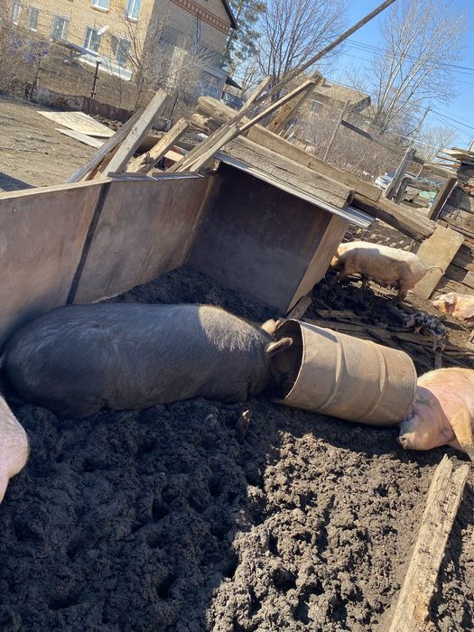 Продам хряка производителя