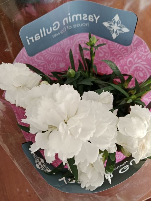 Комнатные цветы на подарок