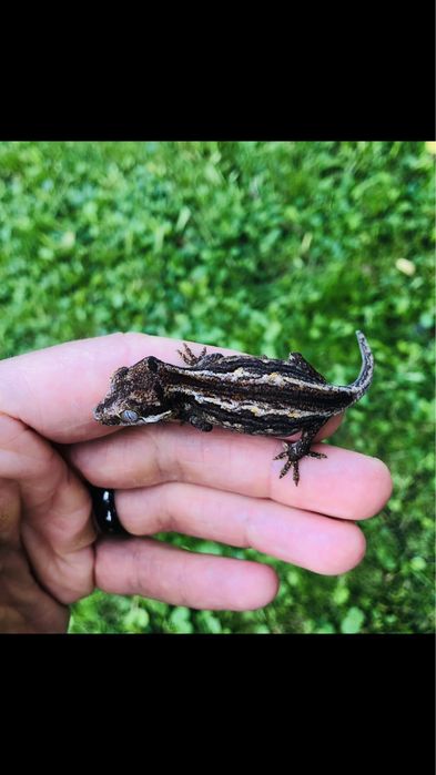 Pui de soparla gargoyle gecko