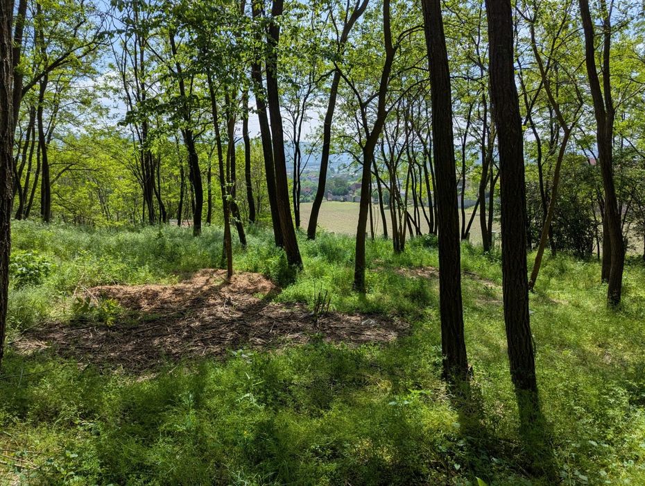 Vand teren intravilan in Bujoreni