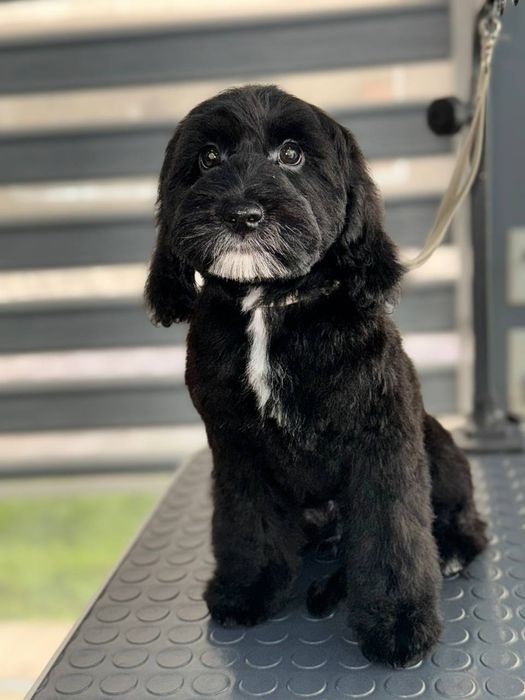 Мальтипу для вязки кабель