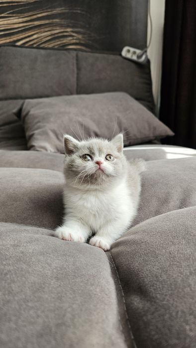Британские котята