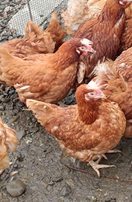 Bună ziua dragii clienți  ferma de găini vă oferă înspre vânza