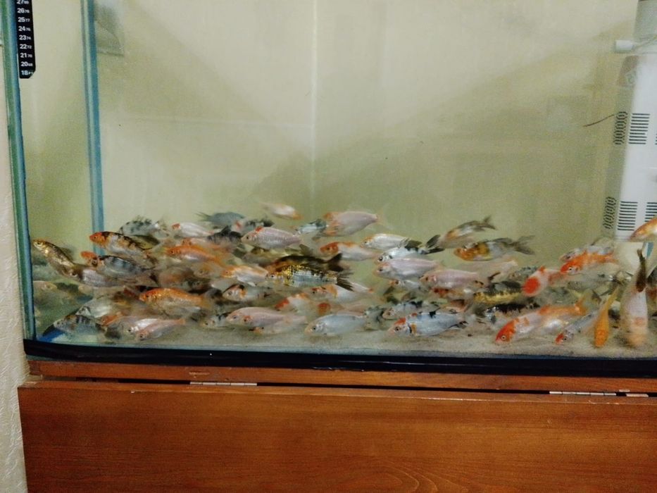 Продам Карп кои