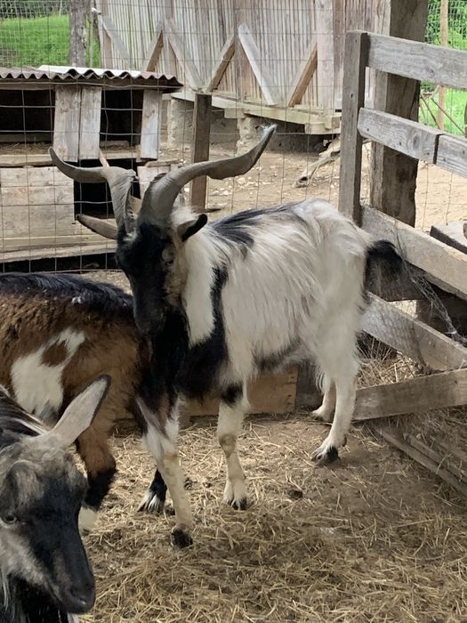 Tap de vanzare tanar