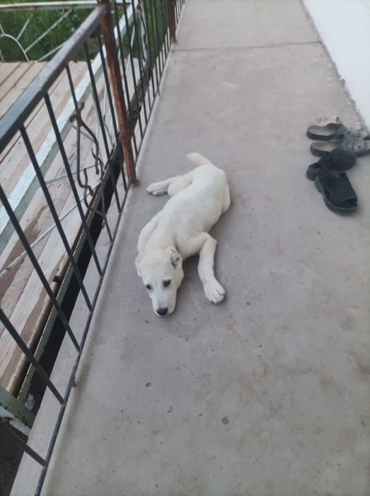 Сотилади Алабай тоза зотли