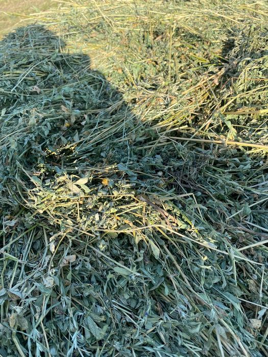 Vând baloți rotunzi de lucernă 330 lei