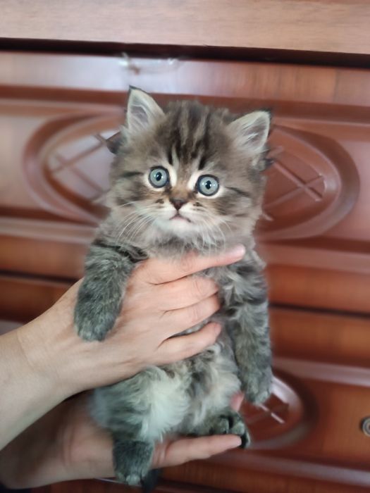 Orqadan kutilmaganda porno