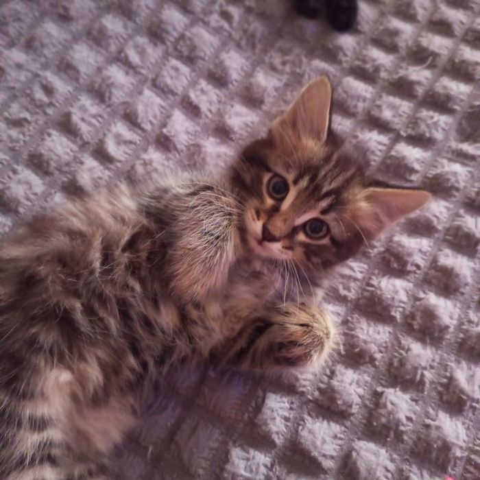 Отдам котят в добрые руки