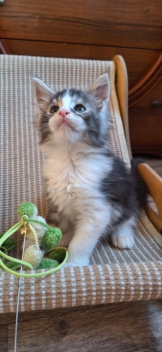 Мальчик  мейн-кун