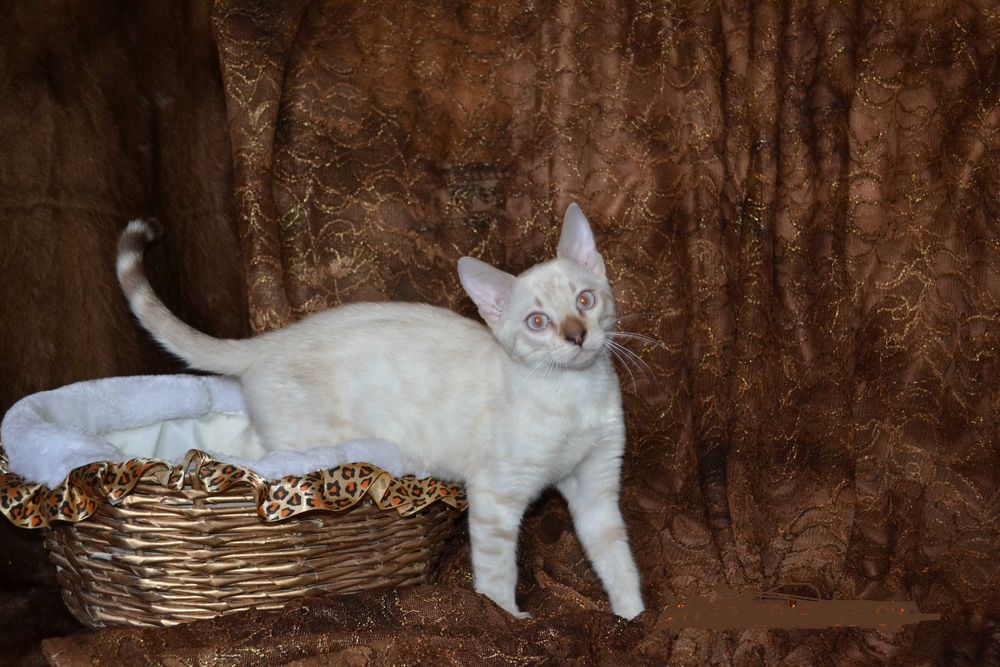 Малыш бенгалёныш