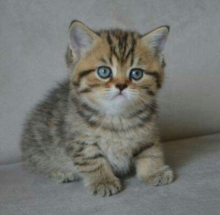 British Shorthair femela cu pedigree tip A