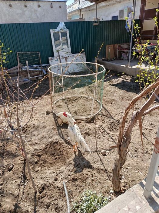 Даканг ок товук ва хуроз тухуми сотилади.