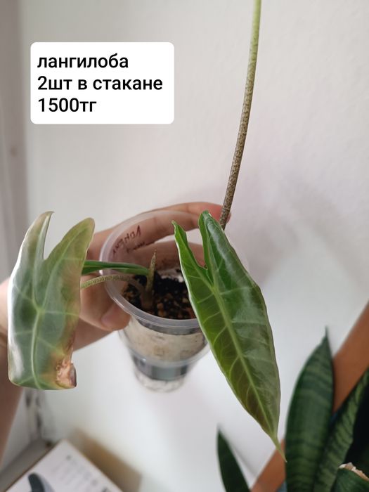 Алоказии детки  срочно