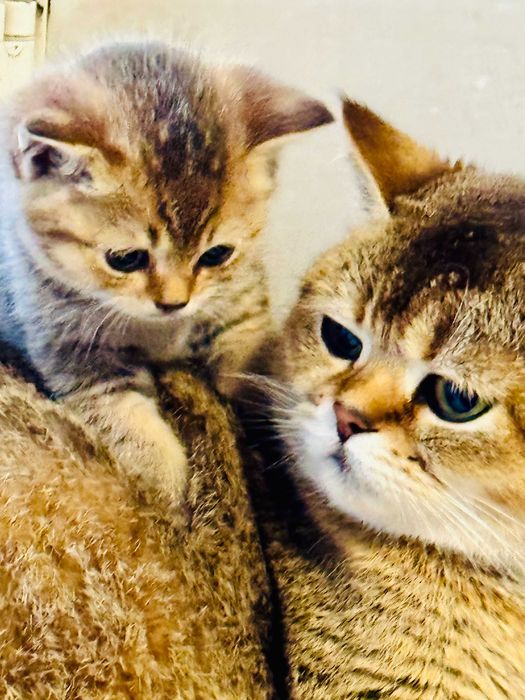 шотландские плюшевые малыши  шиншиллы