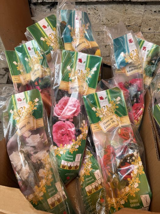 Butași de trandafiri