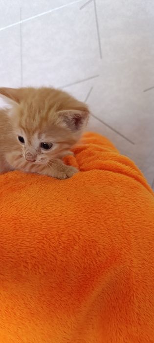 В добрые руки котят