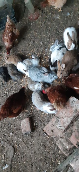 Iepurași vii de vânzare