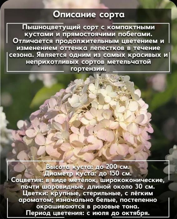 Гортензия Селекшен, саженец C2л