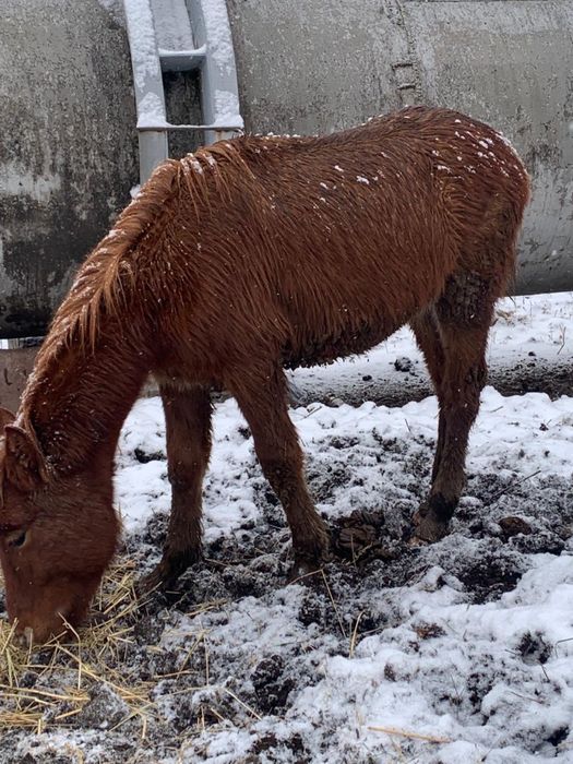 Жеребята 8 месячные